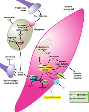 NitricOxideforED